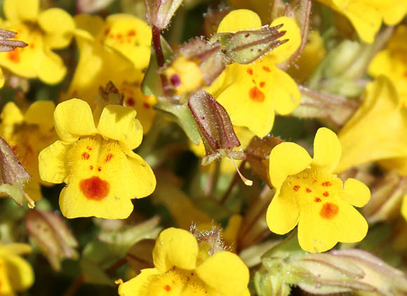  Erythranthe cordata (Greene) G.L.Nesom